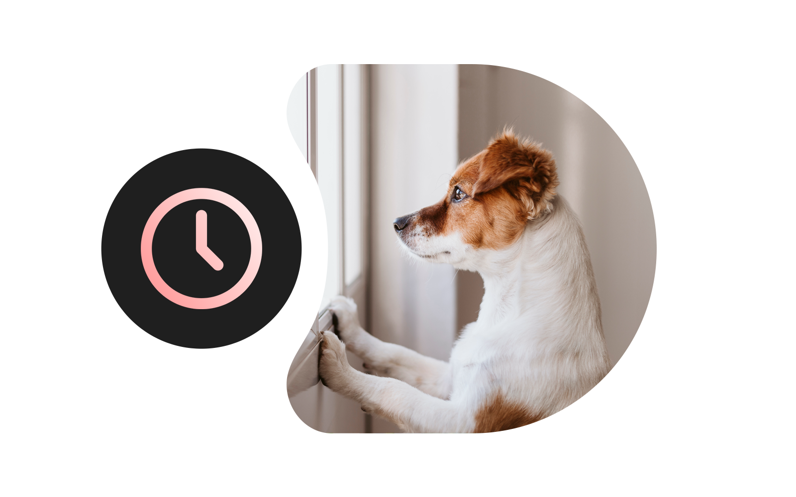 Een puppy kijkt naar buiten